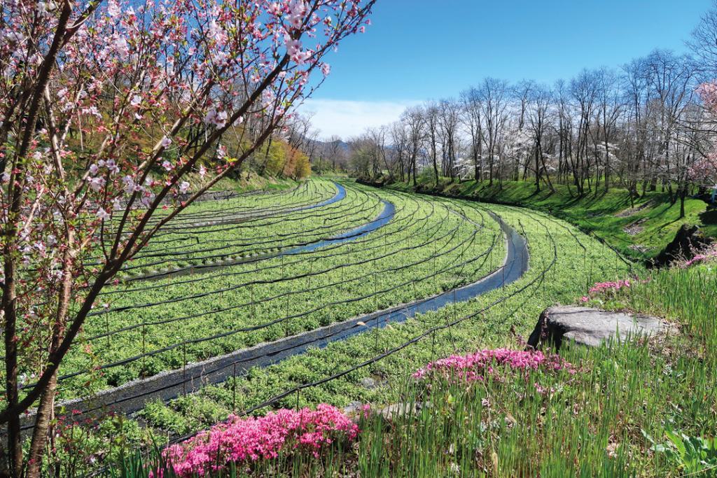 japan karin-marijke vis coen wubbels