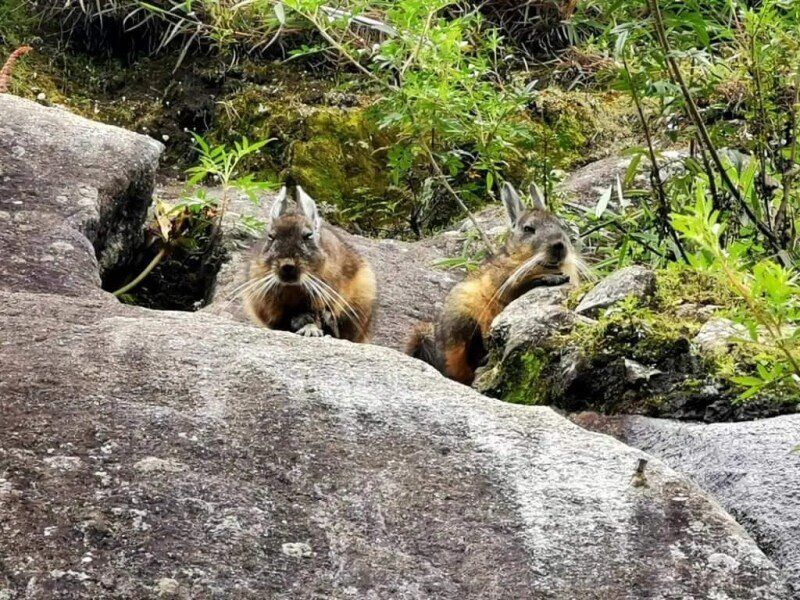 andean hare kate leeming