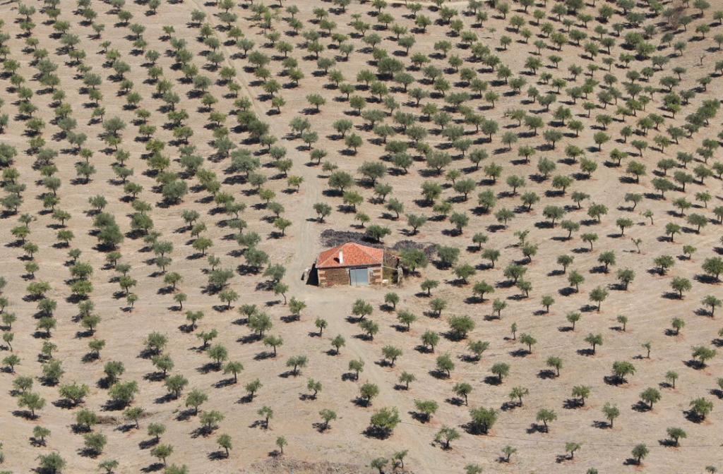 portugal olive grove