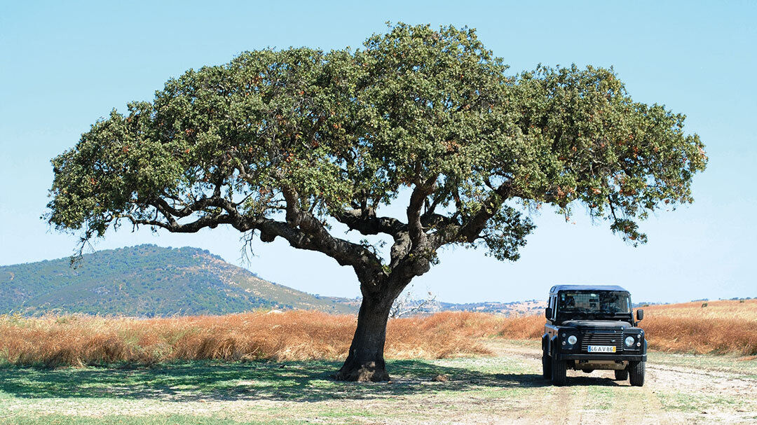 portugal feature image