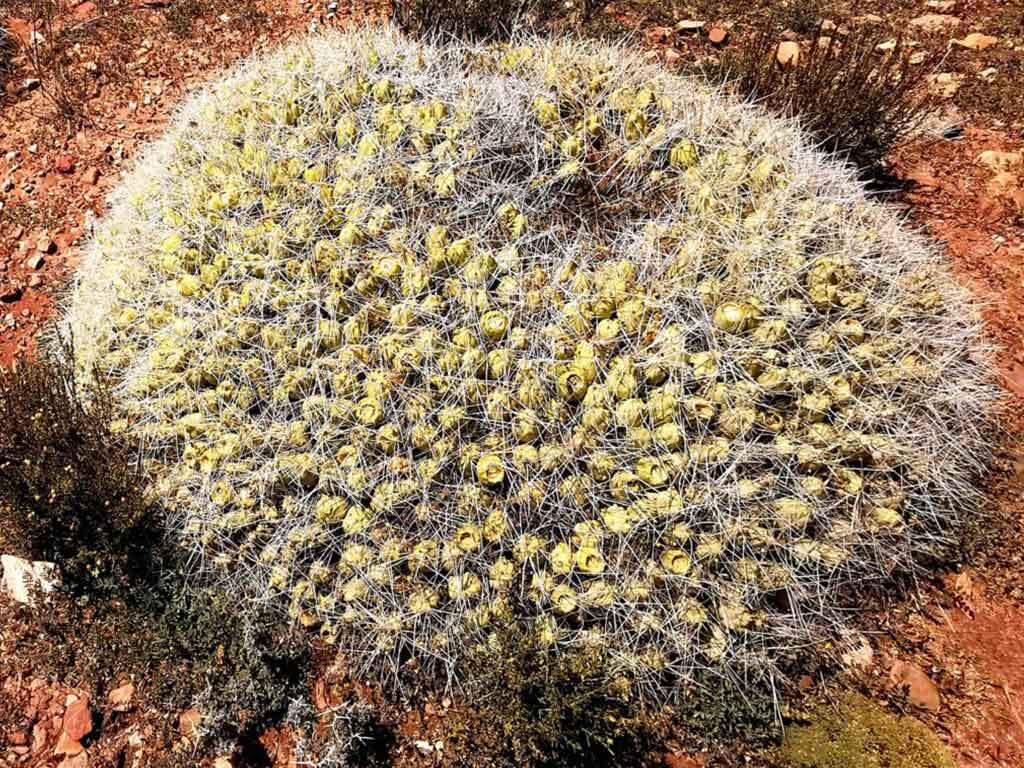 kate leeming bolivia