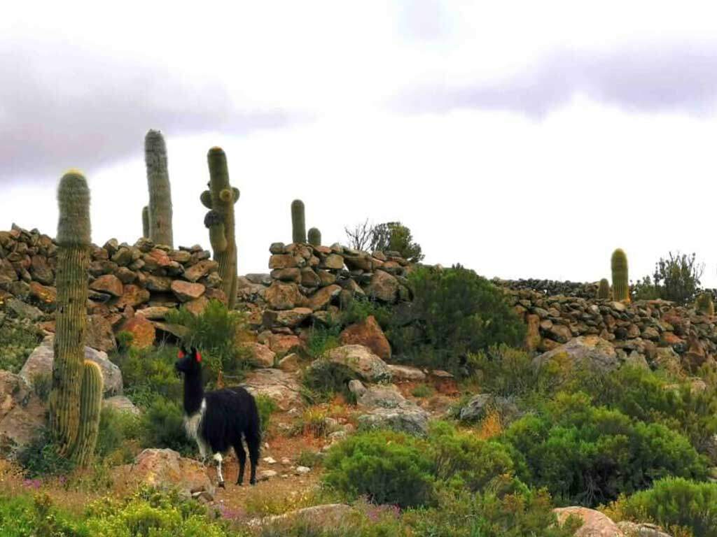kate leeming bolivia