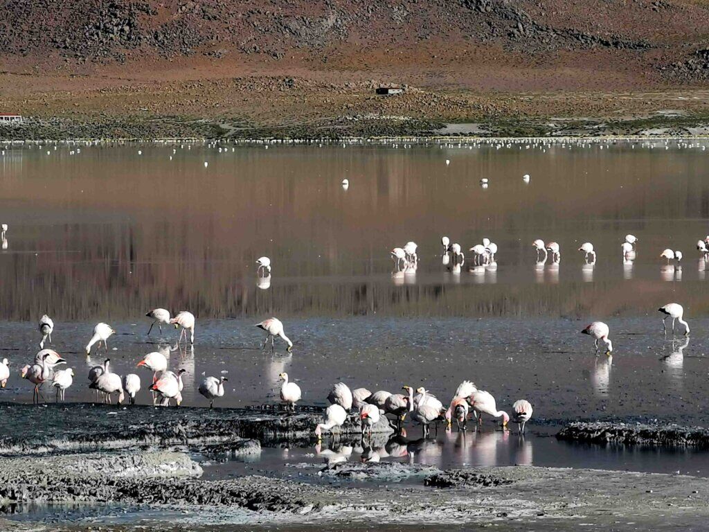 kate leeming bolivia