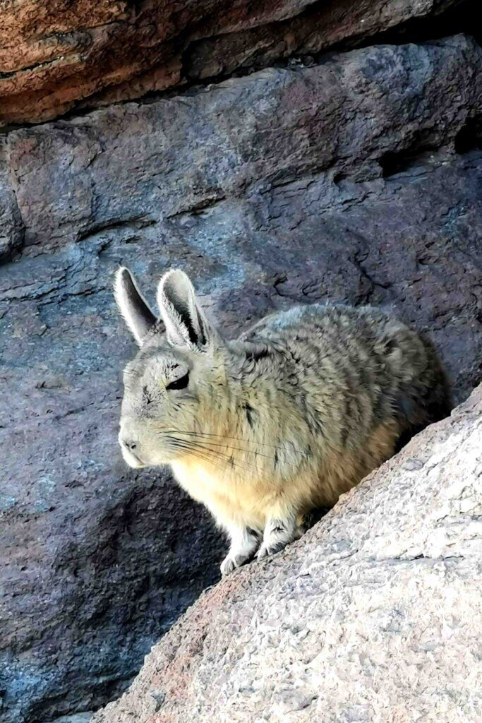 kate leeming bolivia