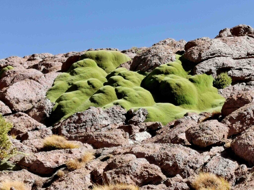 kate leeming bolivia