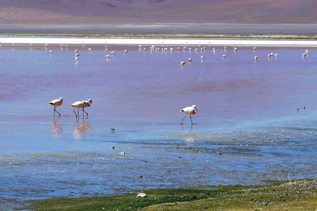 kate leeming bolivia