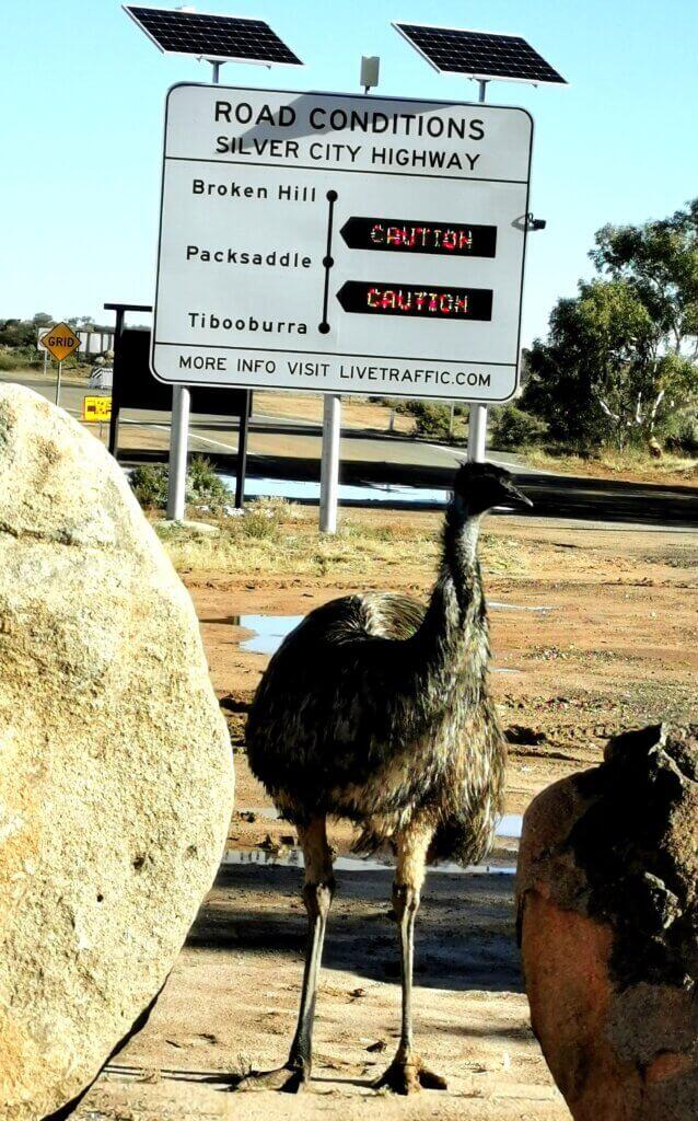 Back in Tibooburra! Emu standing in front of the sign with road condition warnings