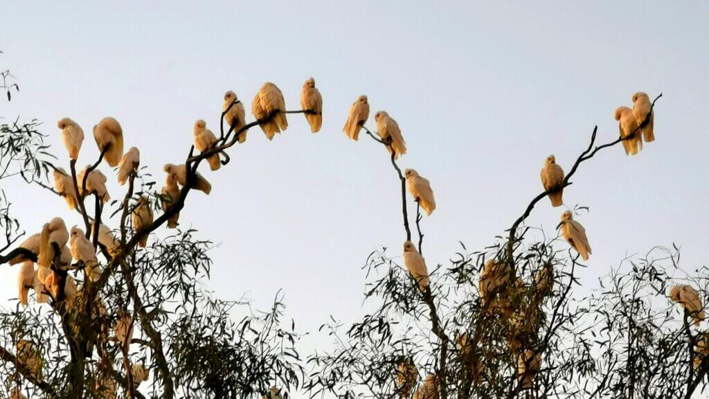 Sulphur crested cockatoos perch on the highest branches waiting for the first rays of sunshine to warm up before they fly off – Cooper Creek, Innamincka