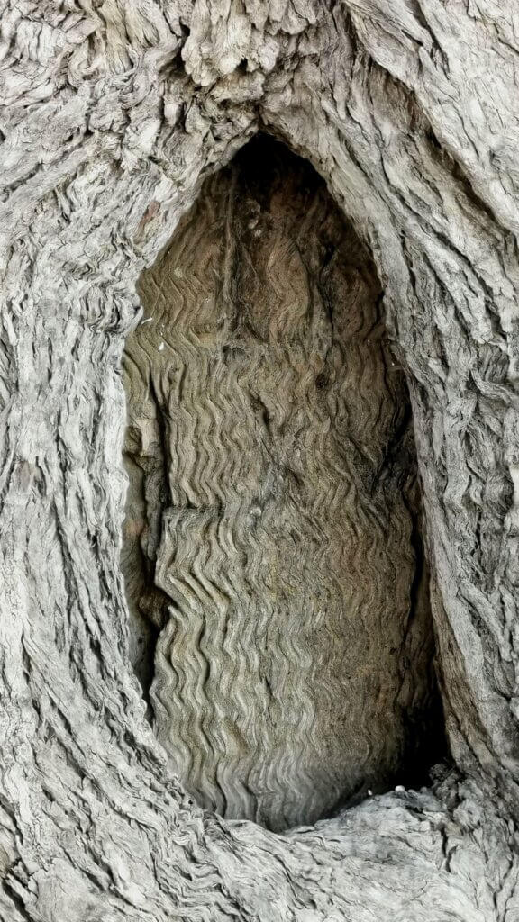 You can still just make out the original blaze on the adjacent Howitt Tree – B LXV (Camp 65)