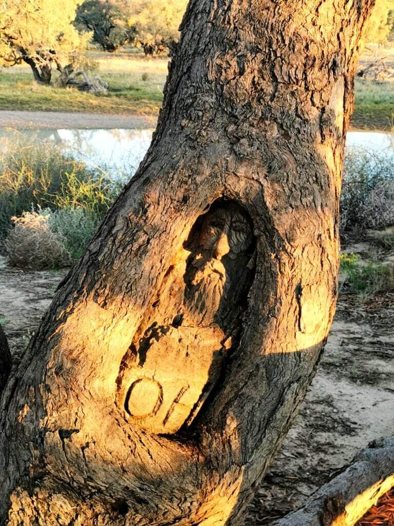 The “Face Tree” adjacent to the Dig tree into which John Dick in 1898 carved ROHB and a portrait of John Burke’s face, 1935