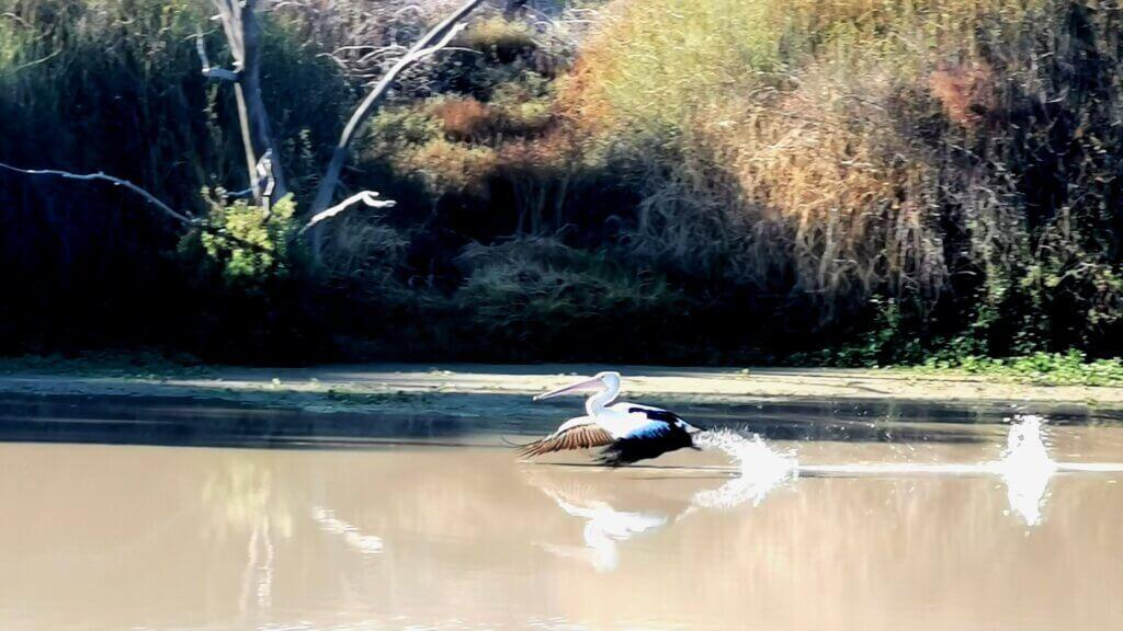 A pelican takes flight at Cooper Creek