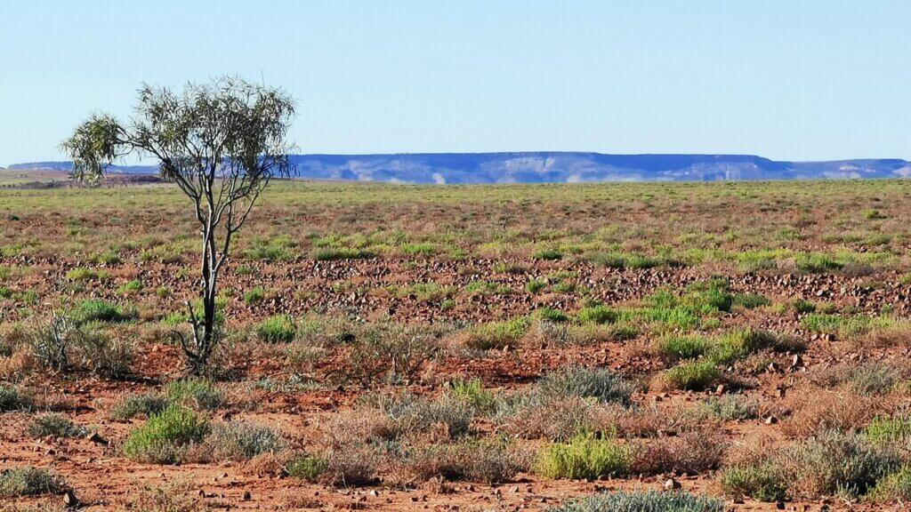 Landscape to the east of Arrabury Road. Endless space with just one tree in sight