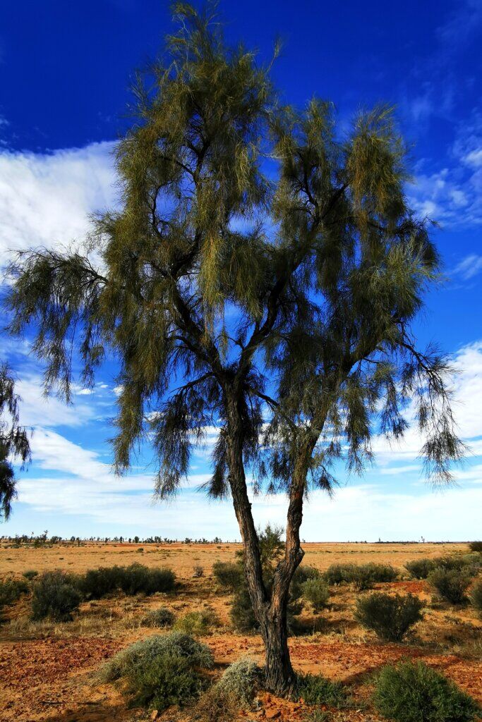 Waddi Trees can live for centuries. Once prized by pastoralists for being exceptionally hard wood for making fence posts, Waddi Trees are now protected. Also called Acacia Peuce, they are some of the rarest trees in the world.