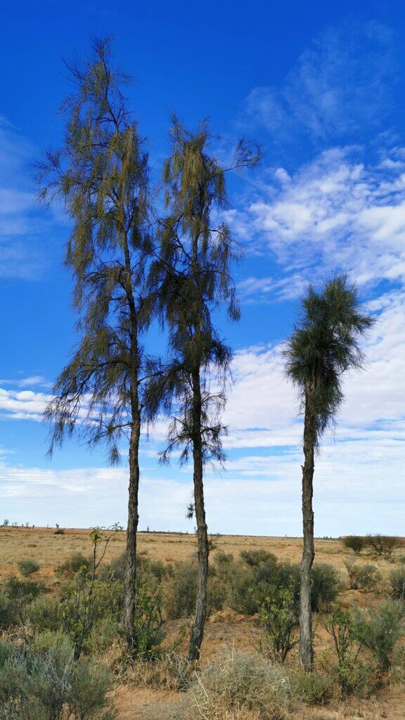 Younger trees – even a small sapling takes about 35 years to grow