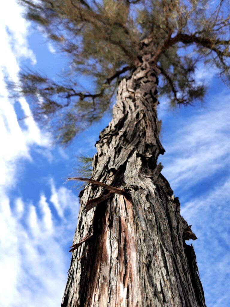 looking up the length of a waddi tree with its knurly bark and whispy foliage
