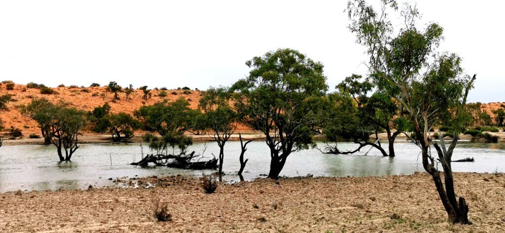Eyre Creek main channel. The swales in between the sand dunes behind were also still flooded