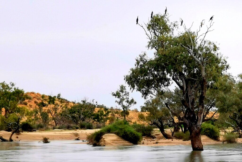Water birds were having a great time in the river