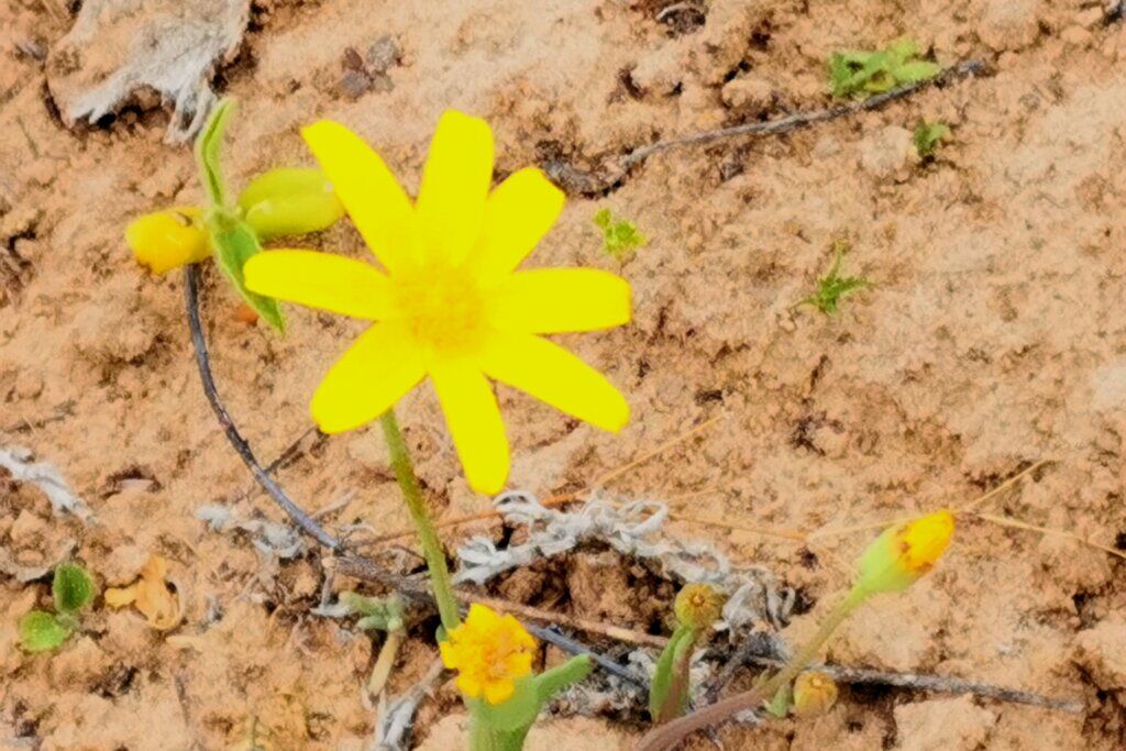 A ray of hope: a solitary flower growing out of the sandy ground