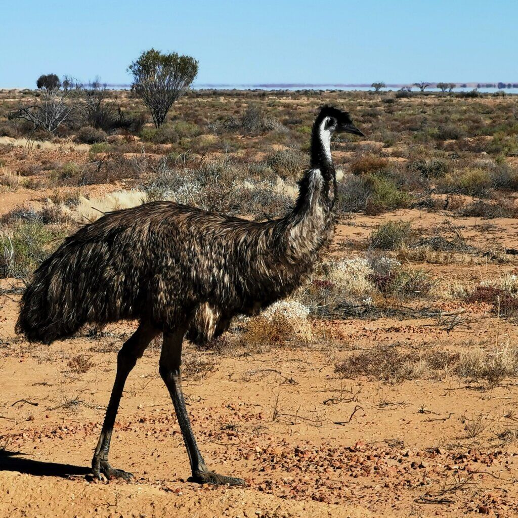 An inquisitive emu – in fact I stopped to watch a pair of emus approach me as I stood by my quietly beside my bike