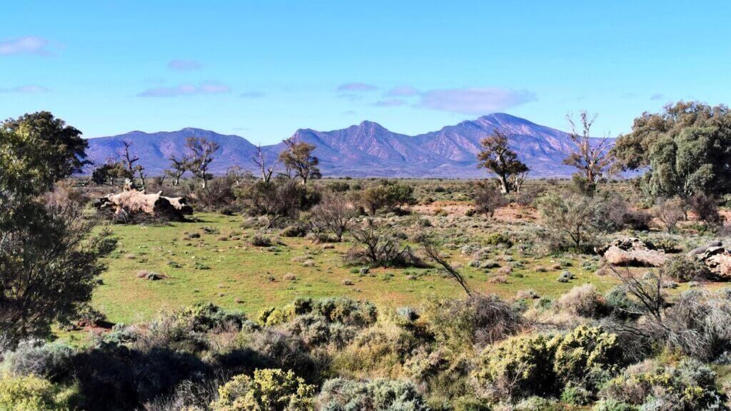 The beautiful Flinders Ranges and green pastures – sheep country