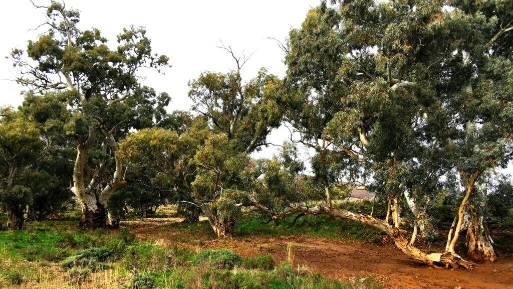 Beautiful river gums, lots of birdlife along the creeks