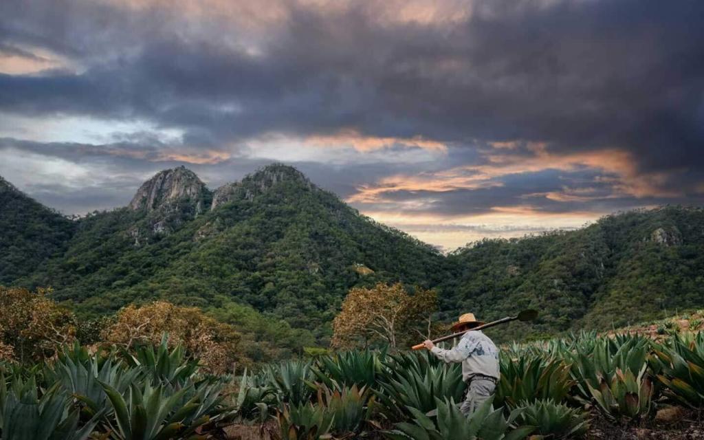 yeti agave farmer harvesting crops