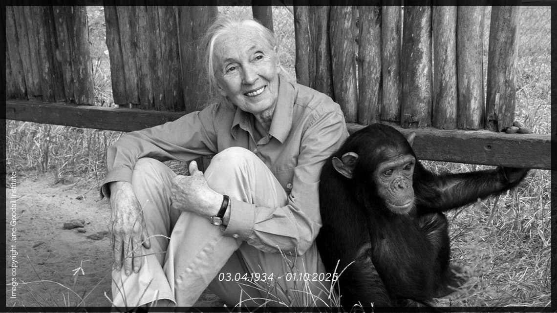 jane Goodall sitting on the ground with a chimpanzee